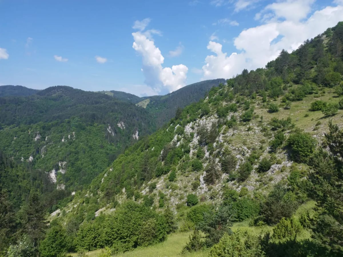 Les versants boisés des Rhodopes près de Yagodina, avec leurs affleurements calcaires