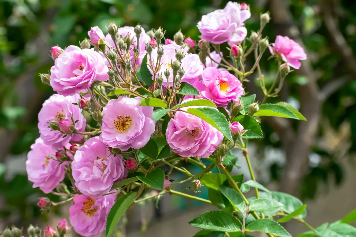 Des roses de Damas en fleur dans la vallée des Roses, en Bulgarie