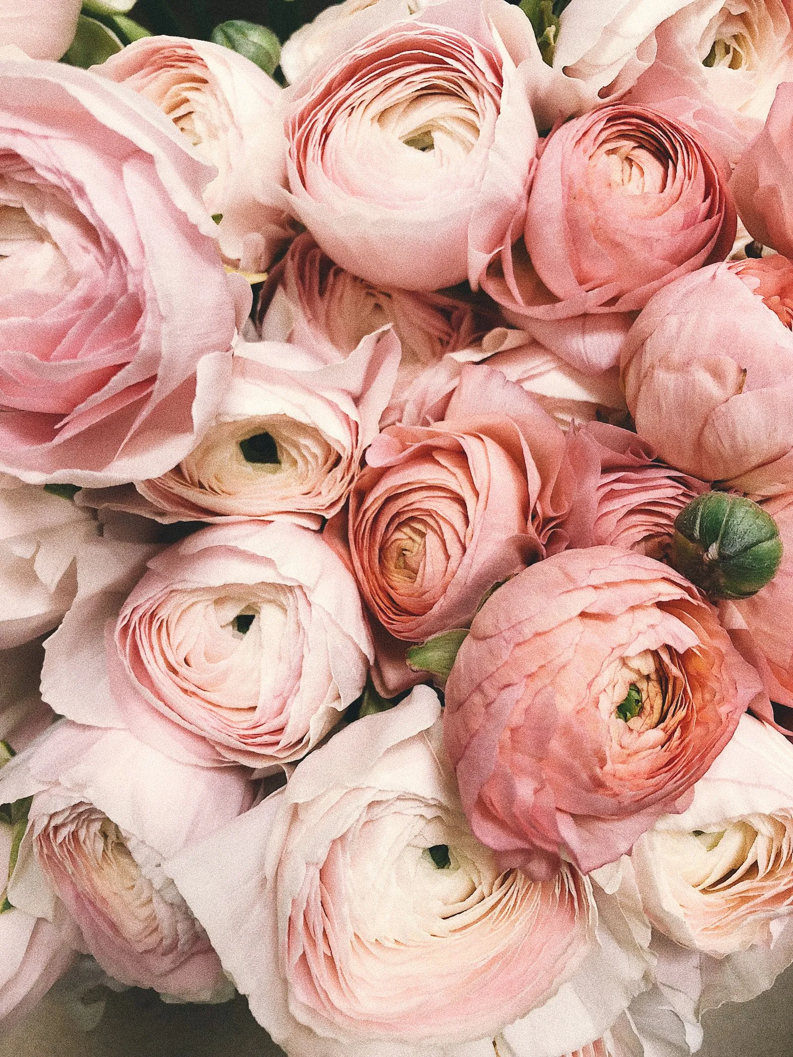 Roses de Damas, Vallée des Roses bulgare